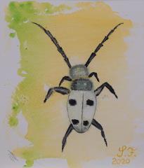 Bukov kozliček (Akvarel, 24x32 - 2020) - France Smrkolj